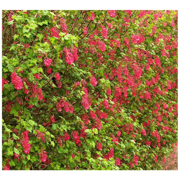 Смородина красная С2 Смородина красная С2