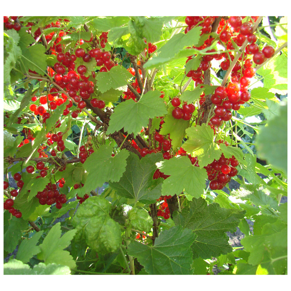 Смородина красная С2 Смородина красная С2